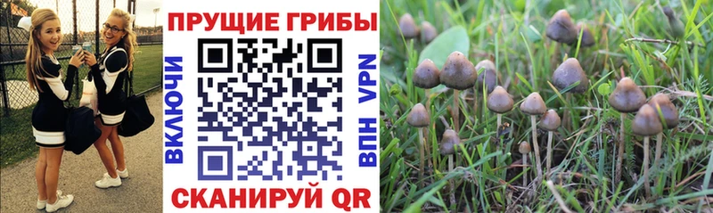 Галлюциногенные грибы мицелий  Маркс 